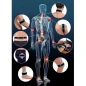 Magnetoterapia I-Tech Orthomag