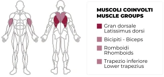 Pulley PLX 3900 - Muscoli coinvolti