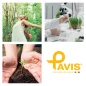 Cura viso e corpo Pavis ARNICA STRONG