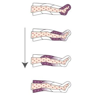 Gambale Sovrex© FOUR4