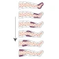 Pressoterapia Mesis PressoMassaggio Plus+ SIX6 Pressoterapia Mesis PressoMassaggio Plus+ SIX6